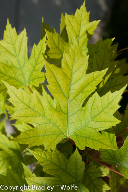 Plants , 7 Maple Leaf Lawn Care : Minorly Chlorotic Leaf Autumn Blaze Maple