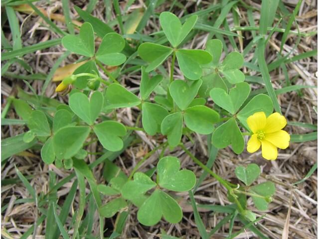 Oxalis in Lawn