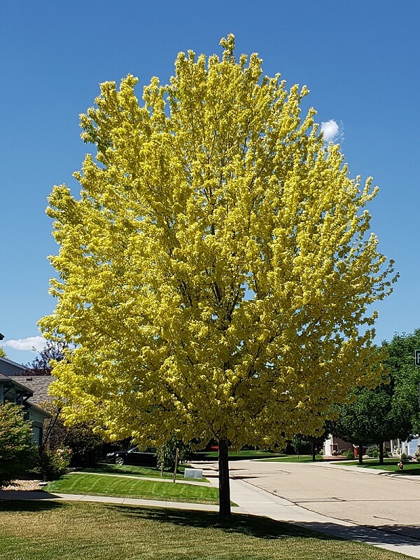 Chlorotic Maple Tree