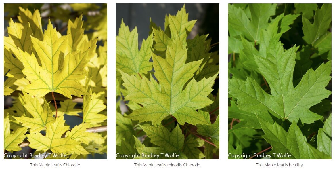 Stages of Chlorotic Maple