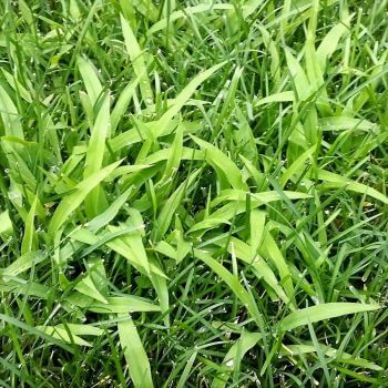 Crabgrass in a lawn