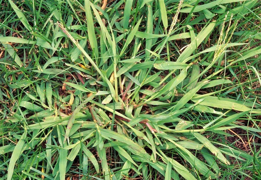 Mature Crabgrass