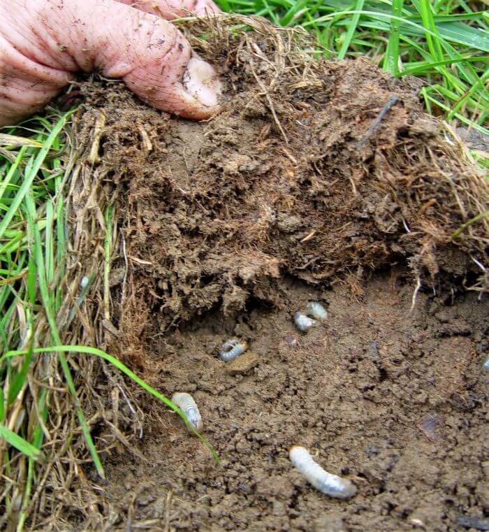 grubs eating roots of lawn