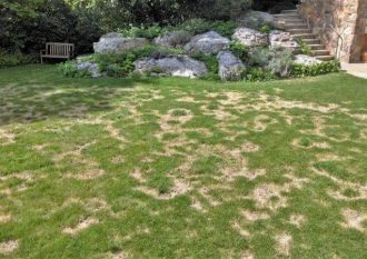 Necrotic Ring Spot fungus