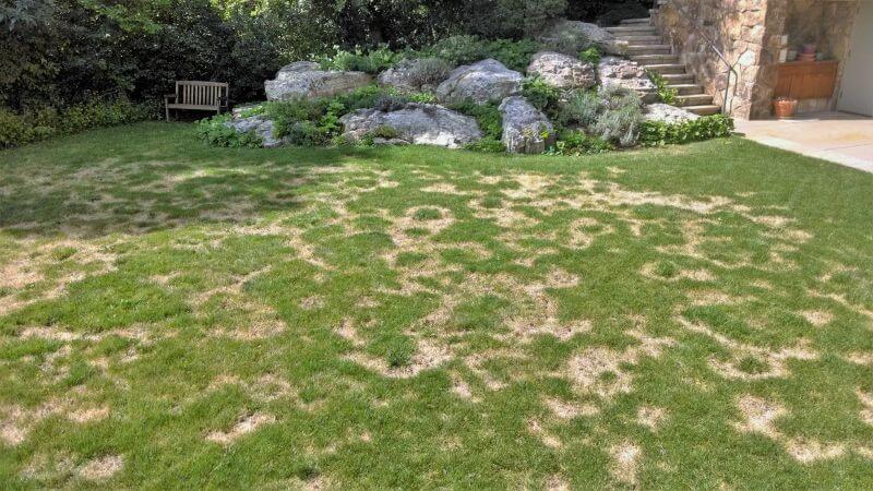 Colorado Lawn Fungus and Disease Control by Organo-Lawn