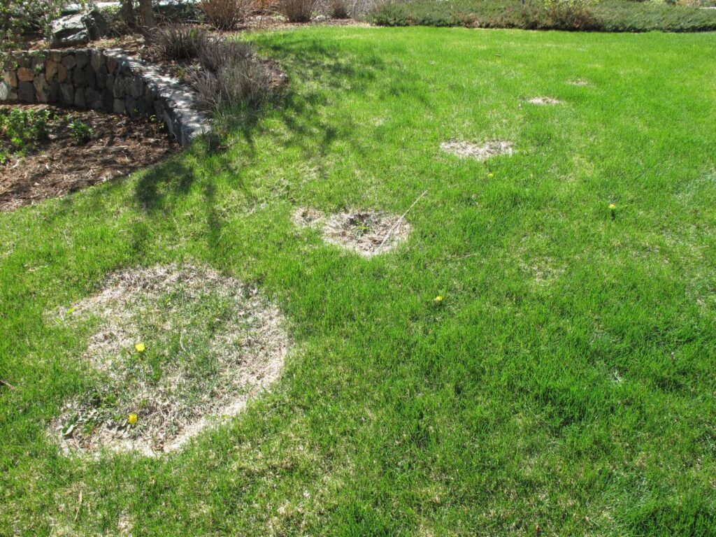 Necrotic Ring Spot Cure for Lawns