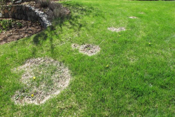 Organo-Lawn :: THE TELLTALE SIGNS OF AN OVERWATERED LAWN