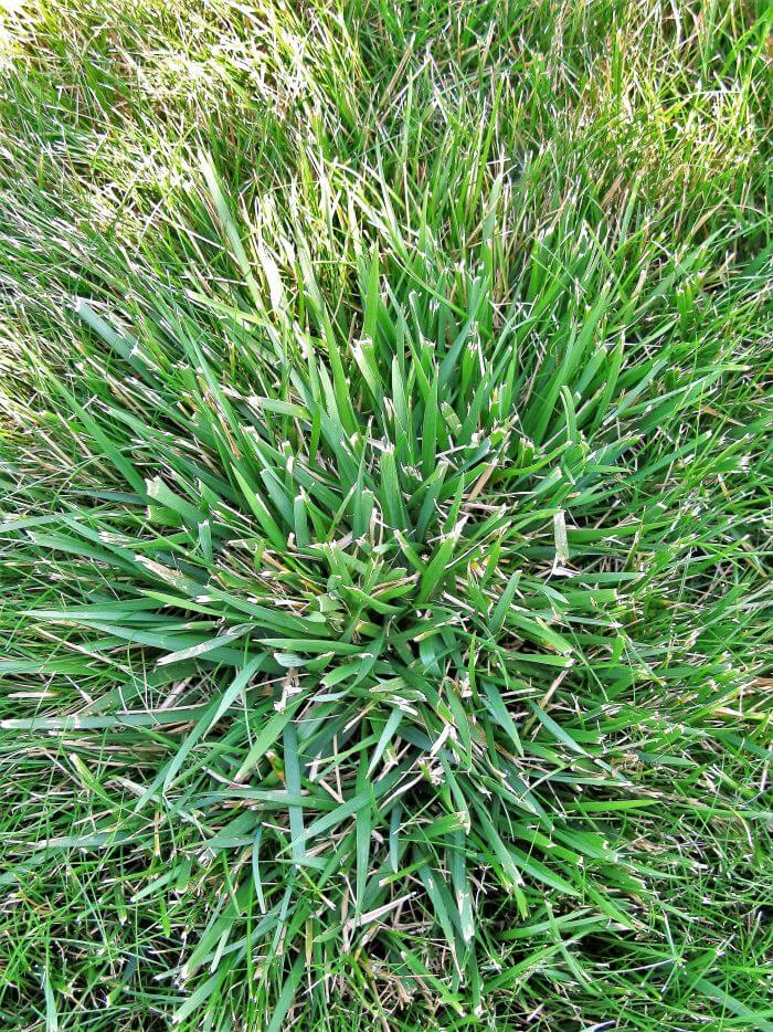 Weed of the Month Series: Coarse Tall Fescue | Organolawn