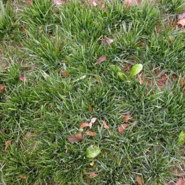 Top Grass Seeding Boulder Colorado