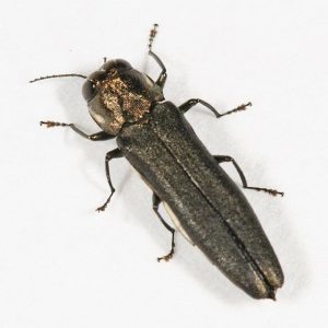 Bronze Birch Borer