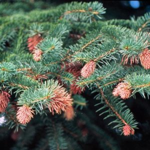 Cooley Spruce Gall
