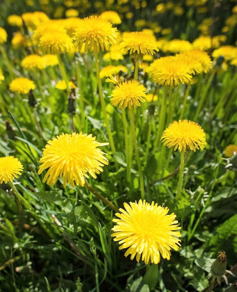 Weed Of The Month Series: Dandelions - Organo-lawn