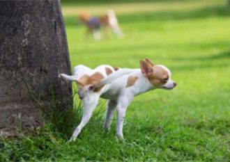 Dog-Urine-Damage-Grass