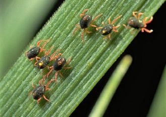 Grass-Mites