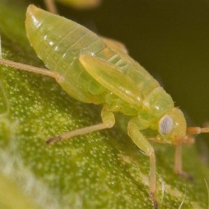 HoneylocustPlantBug