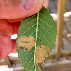 Leafminers