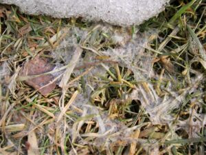 Snow Mold