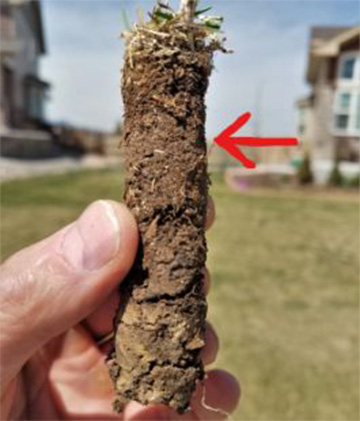 thatch in a lawn