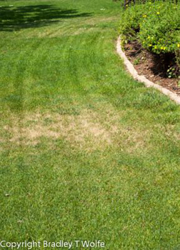 How Much Water Does My Lawn Need | Under Watering Signs