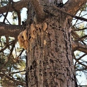 Zimmerman Moth