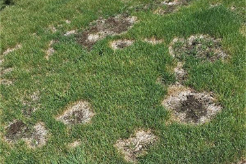 Colorado Lawn Fungus and Disease Control by Organo-Lawn