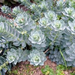 Myrtle Spurge Weed Control