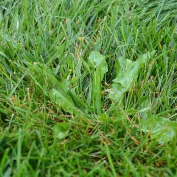 Natural Weed Control