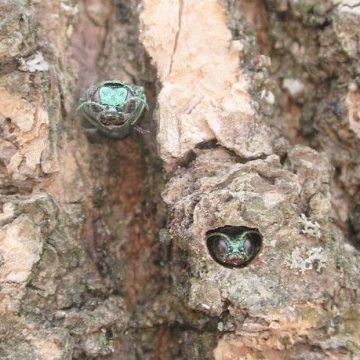 Emerald Ash Beetles