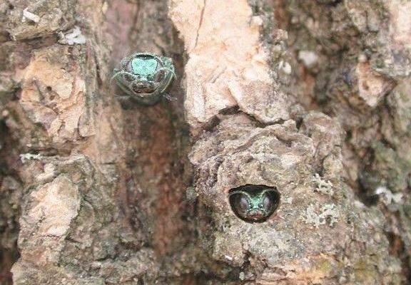 Emerald Ash Beetles
