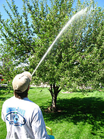 Insect Control for Trees - Broomfield CO