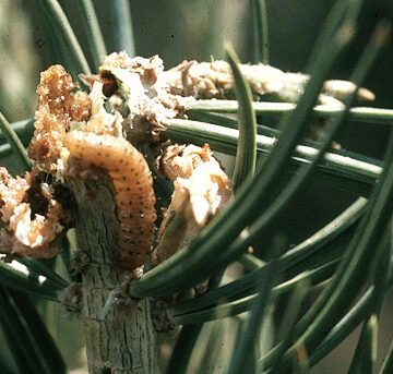 Pinion Pitch Mass Borer - Insect Control for Trees