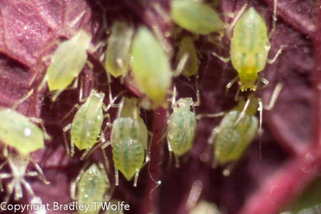 Aphid Control on Trees - Colorado