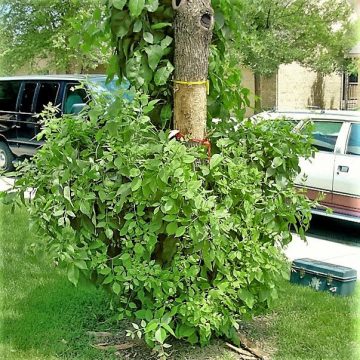 Tree Infected with Emerald Ash Borer Boulder