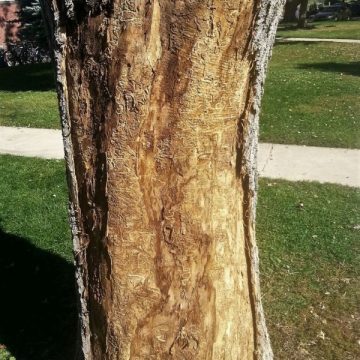 Bark Splitting Caused by Emerald Ash Borer Boulder
