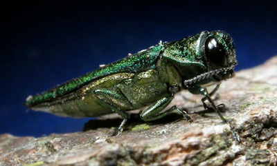 Emerald Ash Borer Treatment - Boulder CO