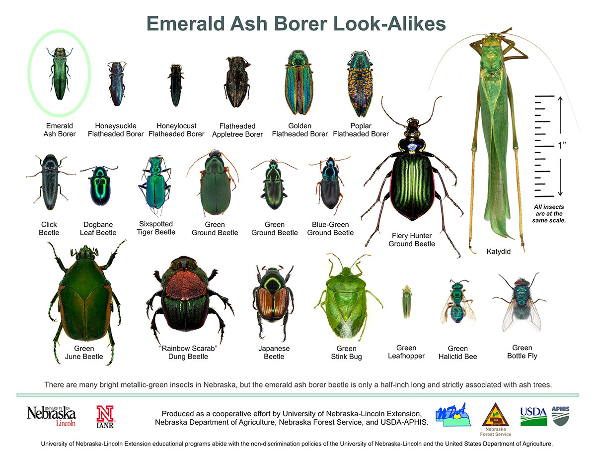 Emerald Ash Borer Treatment Boulder Colorado