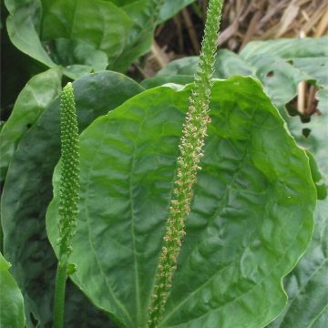 Plantain
