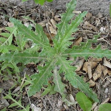 Young Canada Thistle