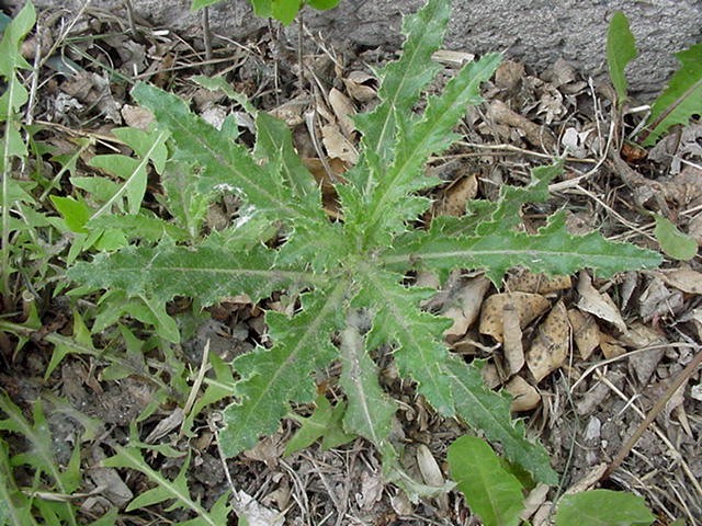 Young Canada Thistle