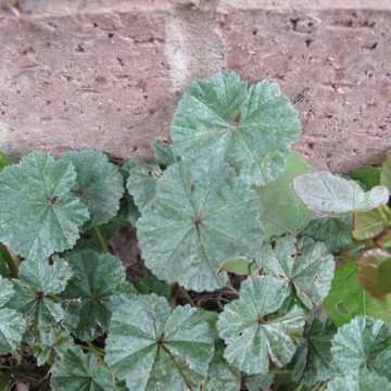Common Mallow