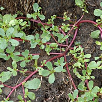 Common Purslane