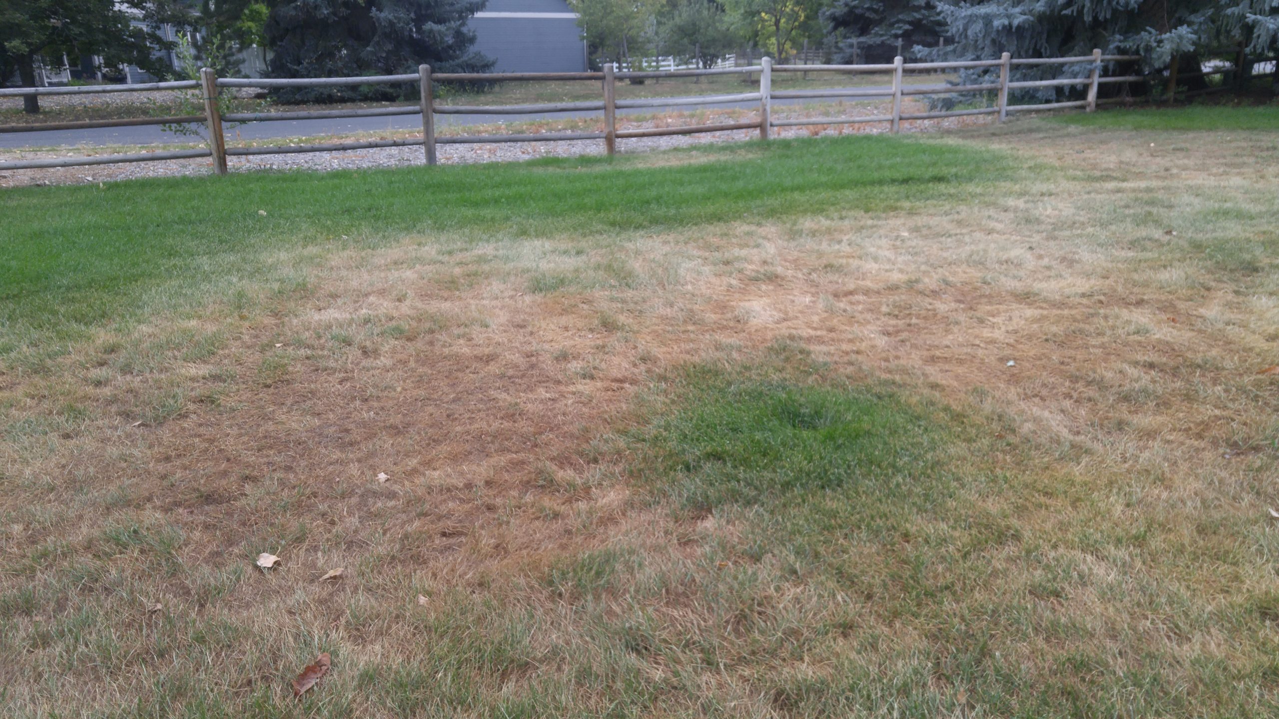 drought stressed lawn
