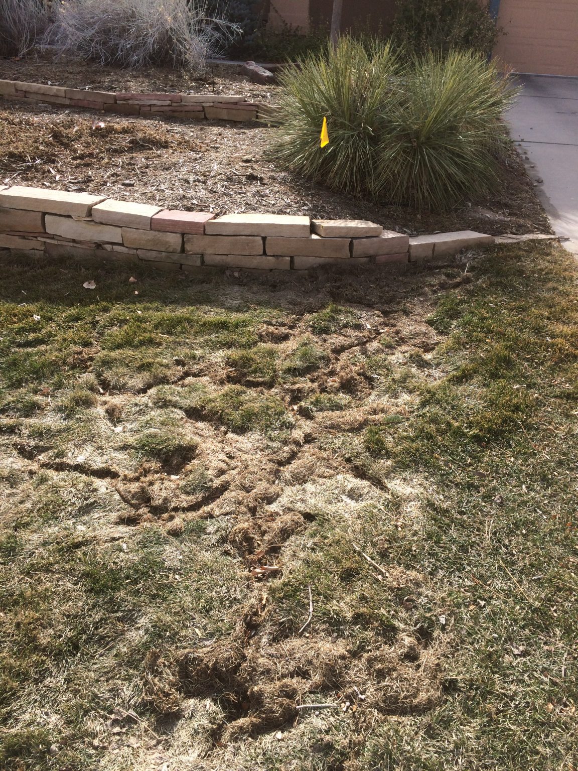 Prevent and Repair Vole Damage in Your Colorado Lawn