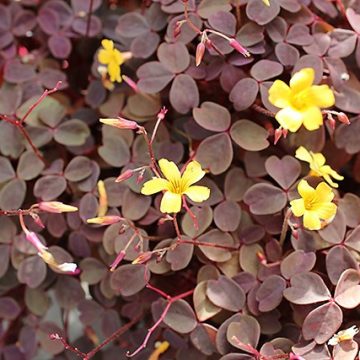 Red Oxalis