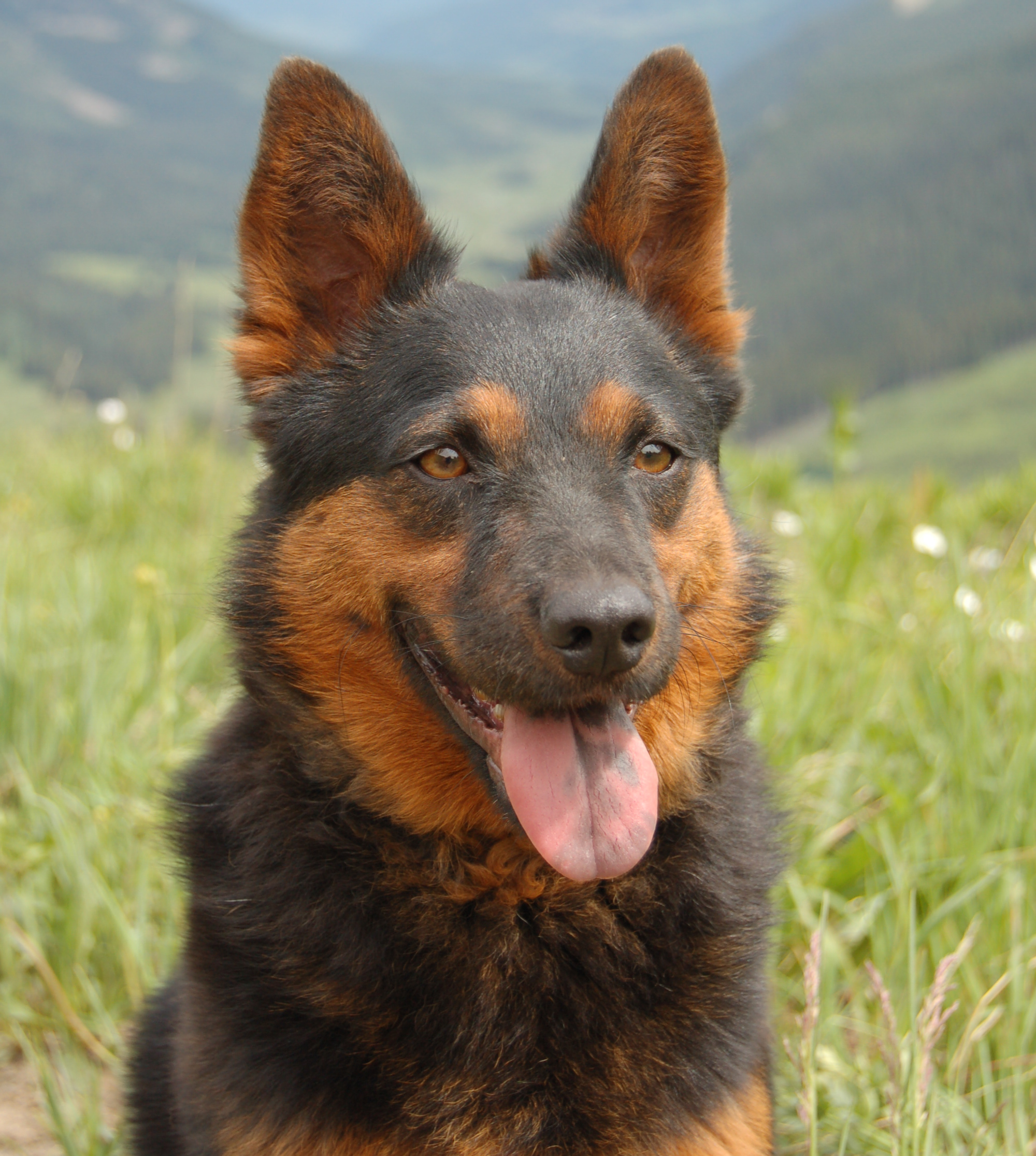 Rain Maker - non-toxic to dogs