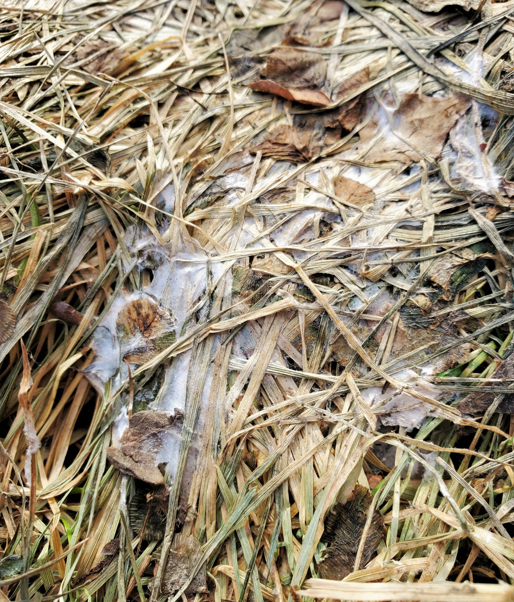 Prevent and Treat Snow Mold Without Using Chemicals