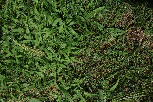 Crabgrass in a Lawn