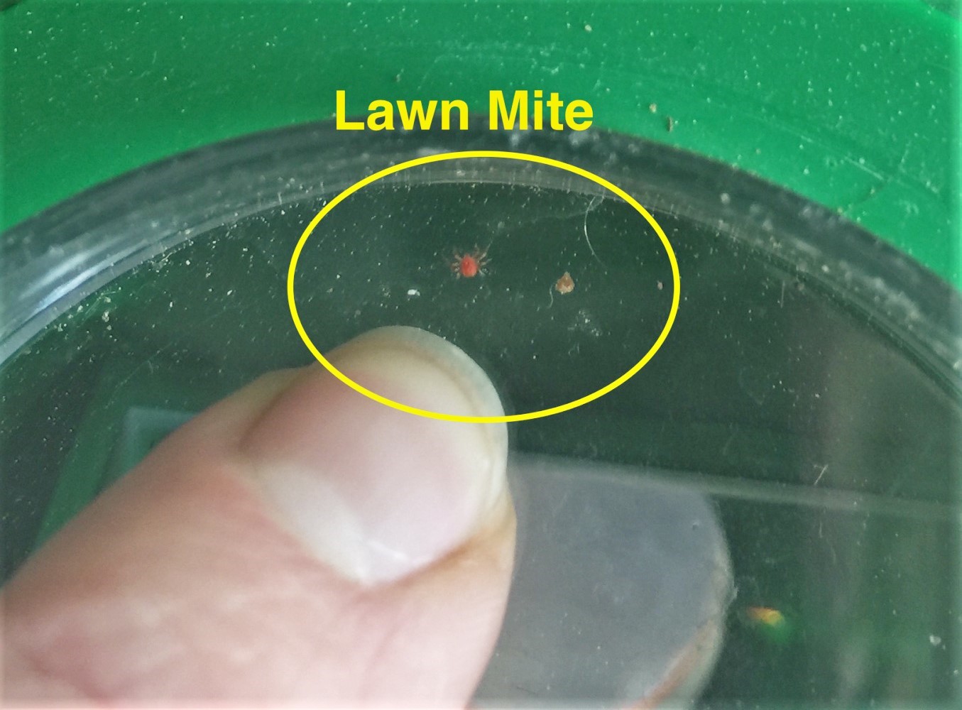 Spider Mites also known as Lawn or Clover Mites in Colorado