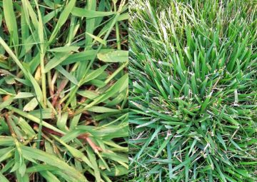 Crabgrass vs Coarse Tall Fescue