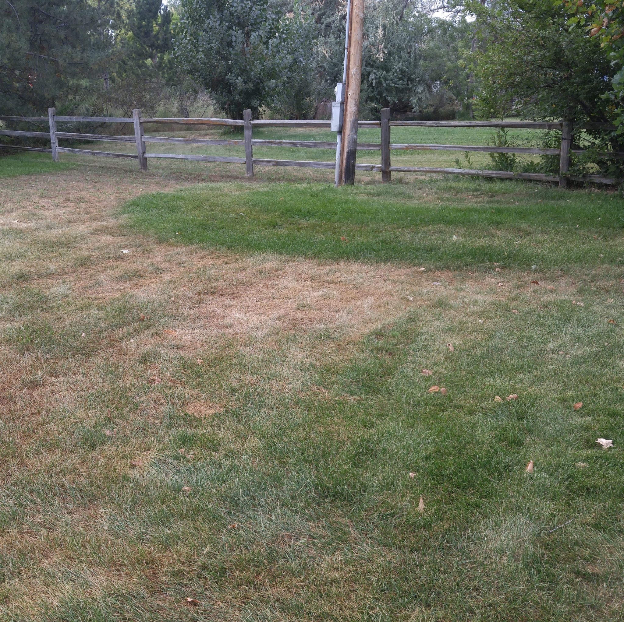 How Much Water Does My Lawn Need Under Watering Signs